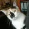 moglet