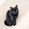 Blackcat
