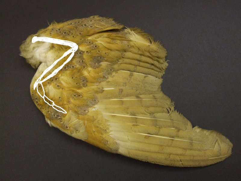 owlwing.jpg